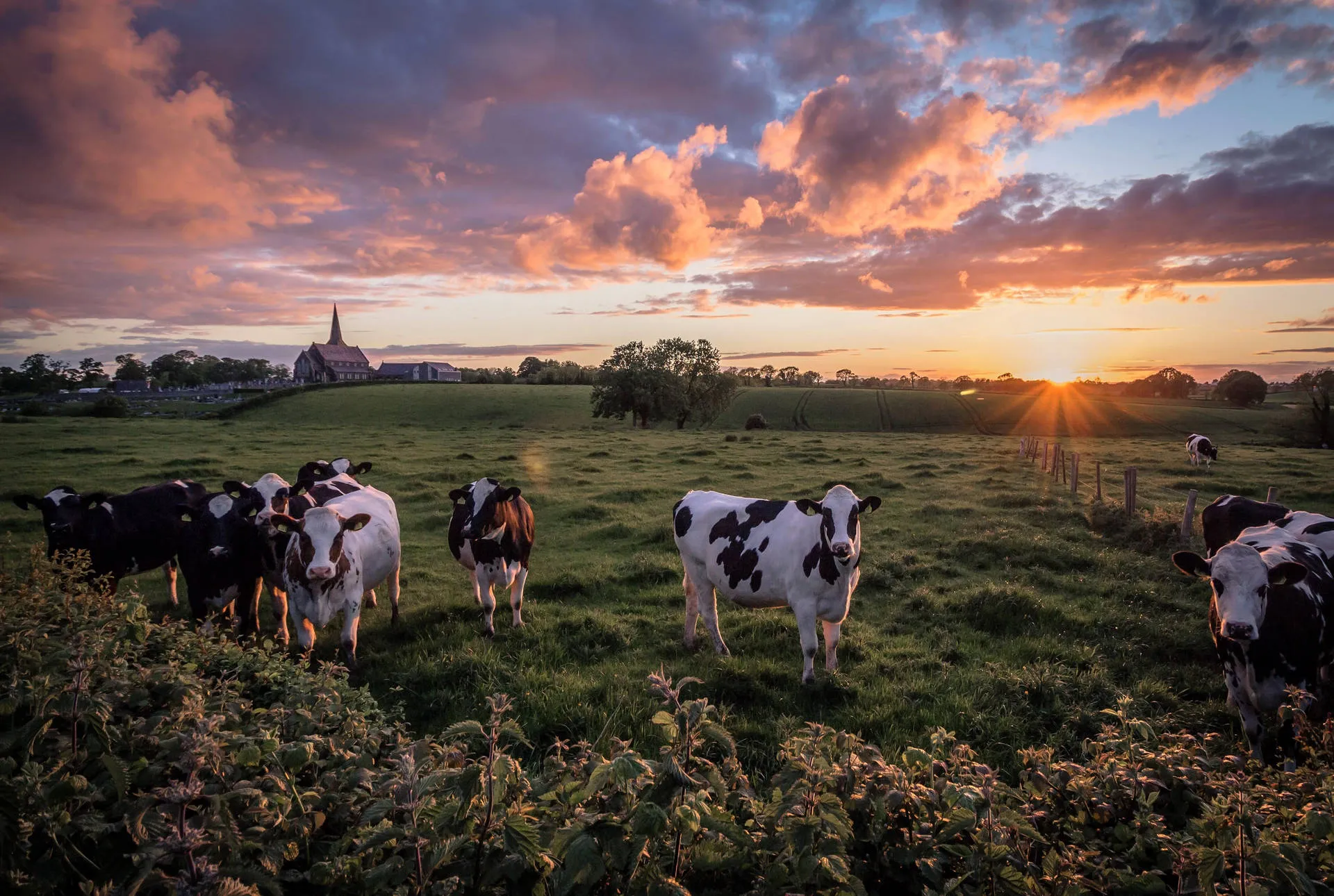 Campo al atardecer con vacas pastando